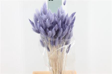 <h4>Dried Lagurus Bleached Milka Bs</h4>