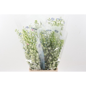 Delph Du Guard White