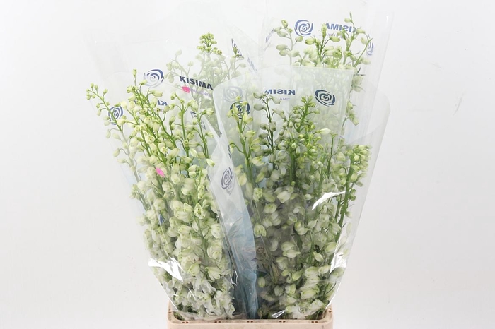 <h4>Delph Du Guard White</h4>