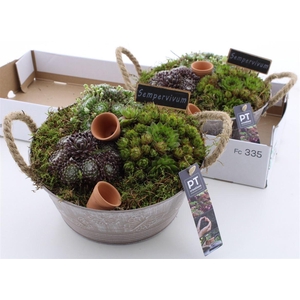 Arrangementen Sempervivum 6%