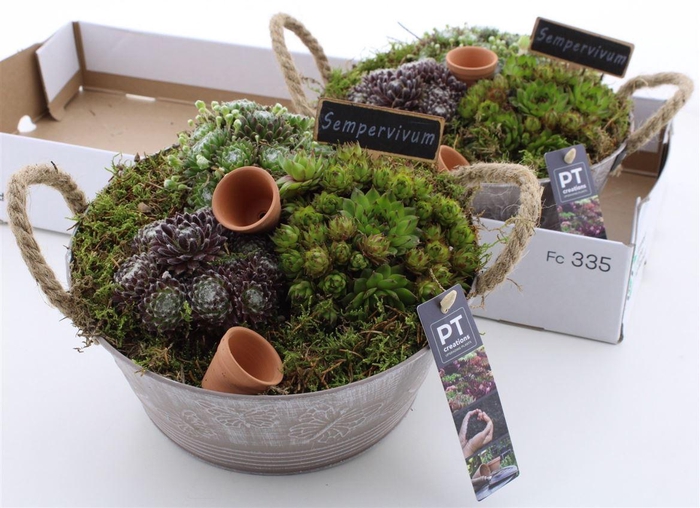 <h4>Arrangementen Sempervivum 6%</h4>