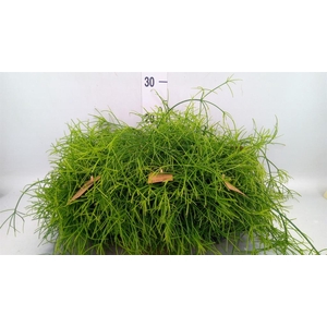 Rhipsalis baccifera 'Oasis'