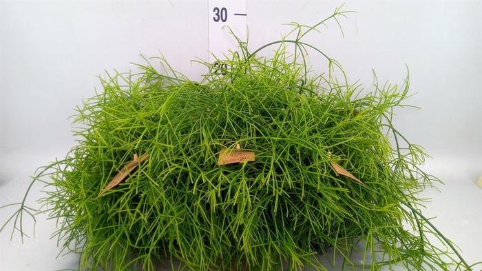 <h4>Rhipsalis baccifera 'Oasis'</h4>