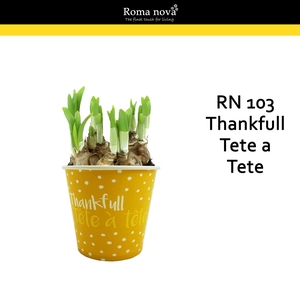 Narcis Rom 103 Thankfull Tete A Tete Cup