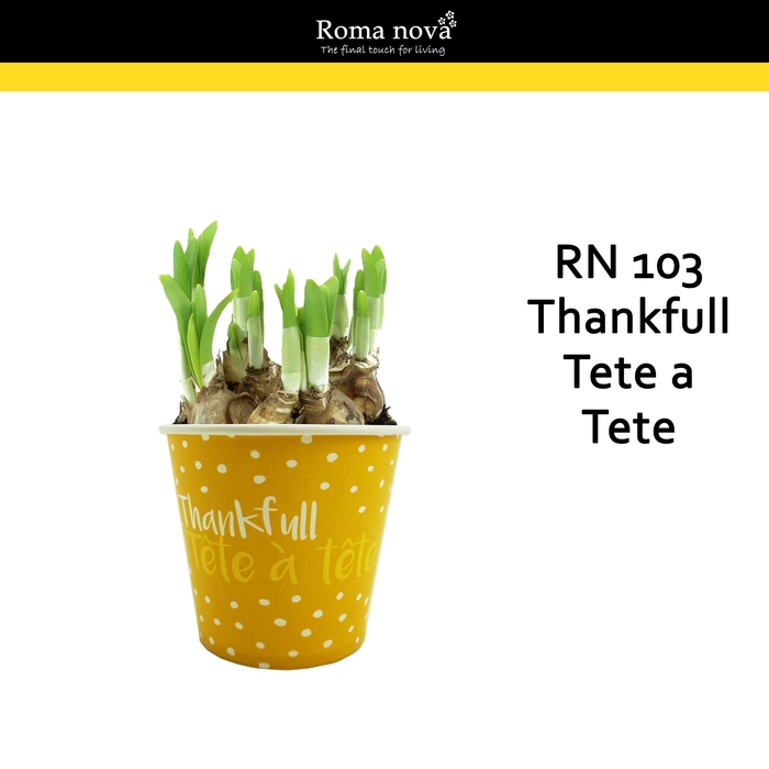 <h4>Narcis Rom 103 Thankfull Tete A Tete Cup</h4>