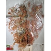 ROSA CORALLO ORANGE 150CM