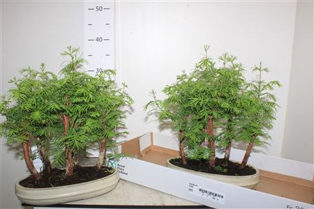 <h4>Bonsai Ov Larix Bush</h4>
