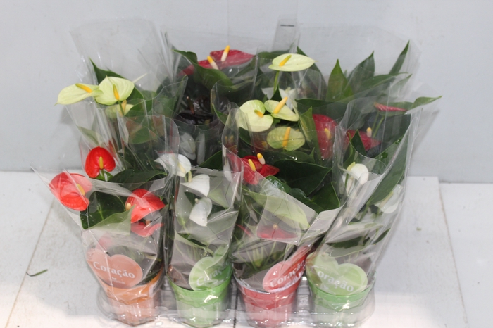 <h4>ANTHURIUM VARIADO P09</h4>