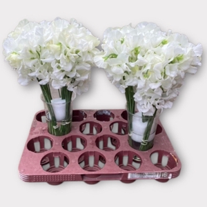 LATHYR WI SUNS WHITE