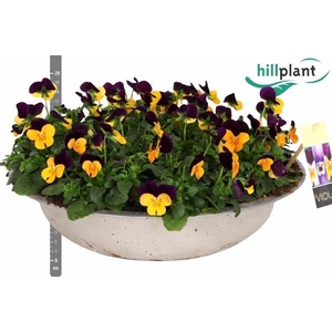 VIO CO EM OR PU WING