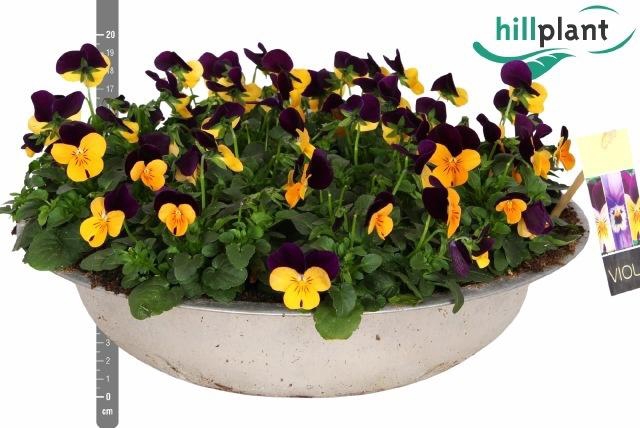 <h4>VIO CO EM OR PU WING</h4>