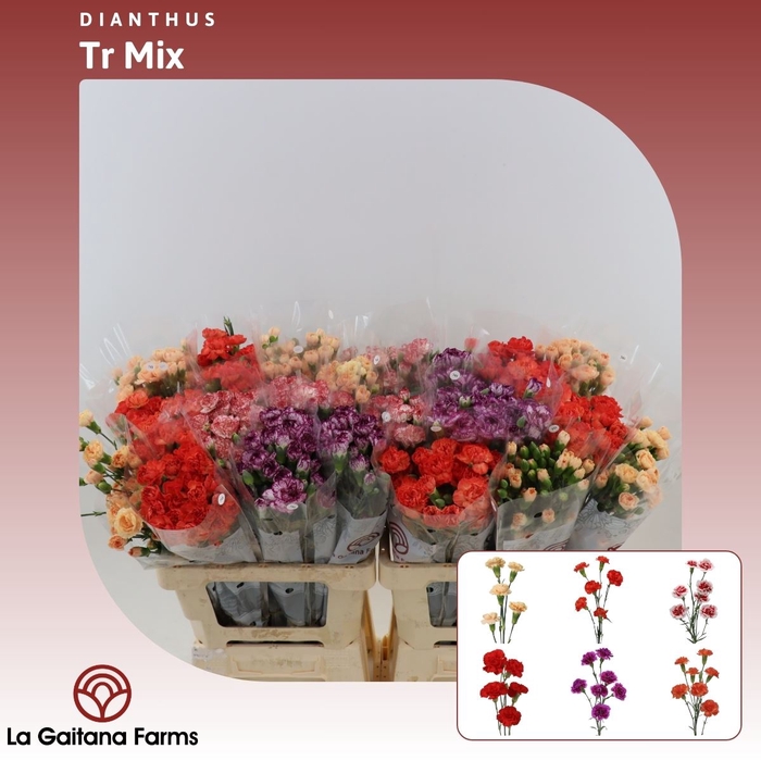 <h4>Dianthus tr Gemengd In Bos</h4>