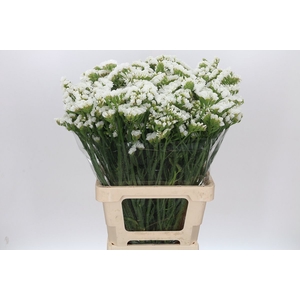 Limonium Statice White