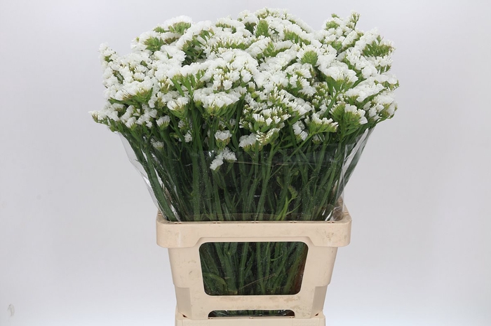 <h4>Limonium Statice White</h4>