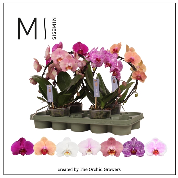 Mimesis Phal. Moon Mix - 16+ flowers 12cm