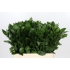 Ruscus Hypophyllum