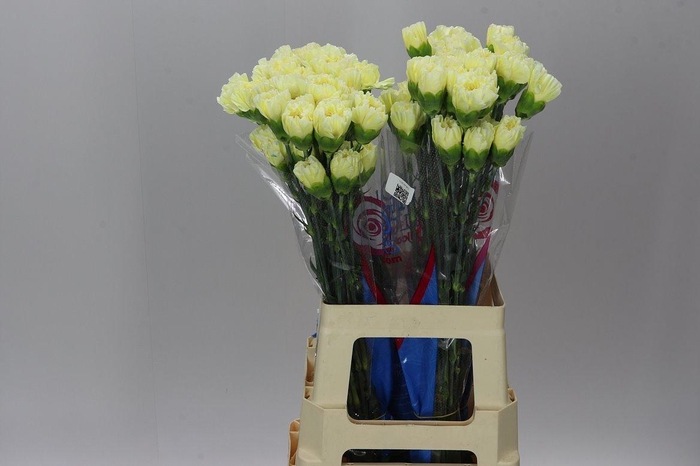 <h4>Di St Cream</h4>