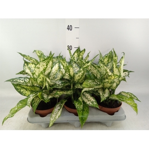 Aglaonema   ...