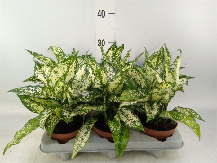 <h4>Aglaonema   ...</h4>