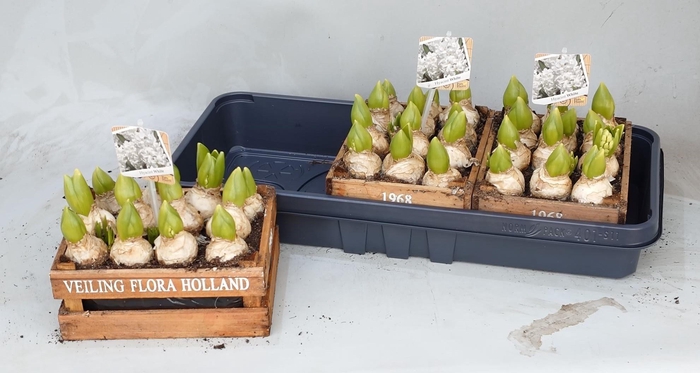 <h4>ARR HYACINTH</h4>