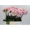 Dahlia Sweet Nathalie