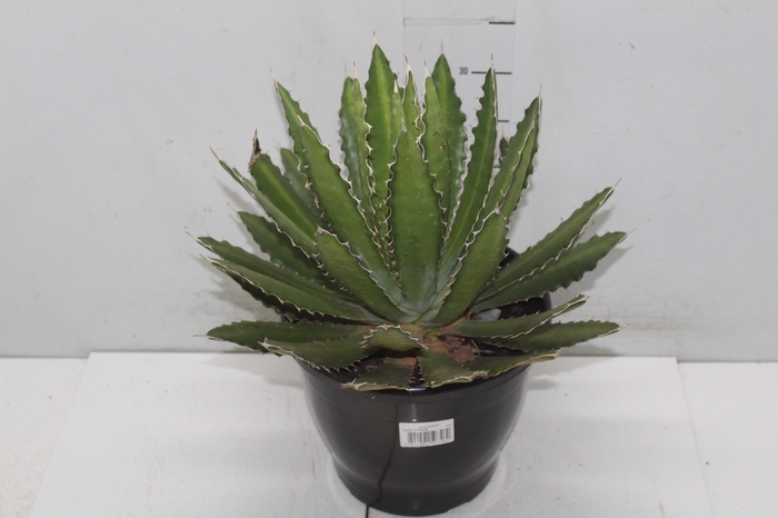 <h4>AGAVE HORRIDA P24</h4>