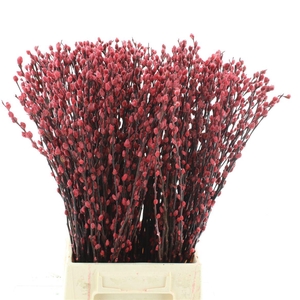 Salix Snow Flake Klb Rood