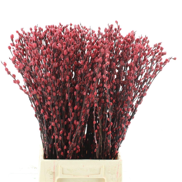 <h4>Salix Snow Flake Klb Rood</h4>