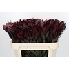 Leucadendron Saf Sunset Dark R.