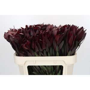 Leucadendron Saf Sunset Dark R.