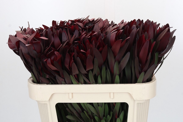 <h4>Leucadendron Saf Sunset Dark R.</h4>