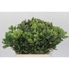 Pittosporum Ilan