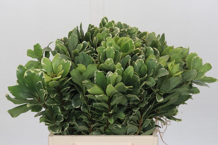 Pittosporum Ilan