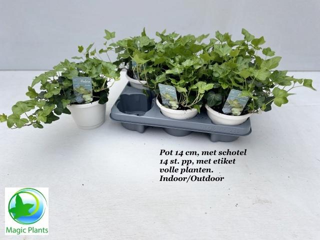 <h4>HED HE WONDER</h4>