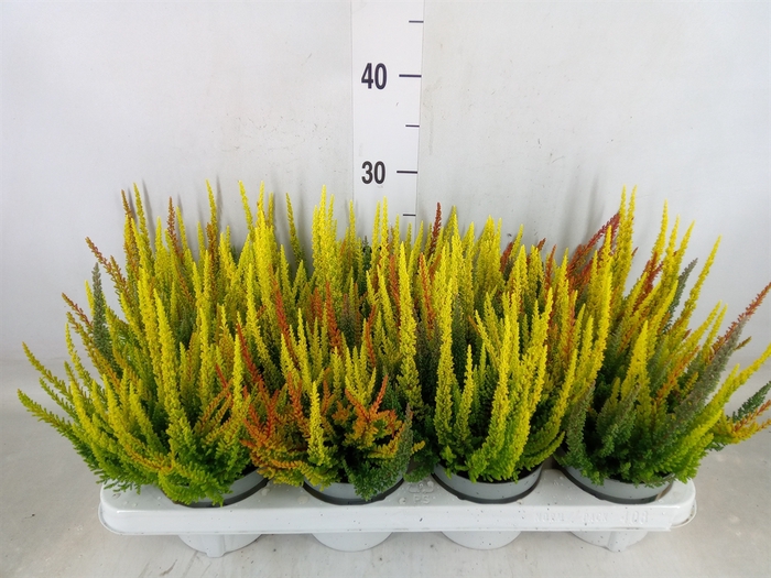 <h4>Calluna vulg. 'Skyline'   ...mix 3</h4>