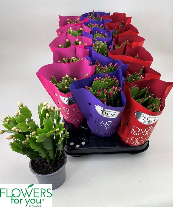 <h4>SCHLUMB GEM 3 KL</h4>