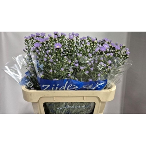 Aster Cassandra
