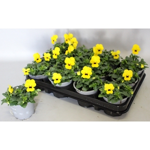 Viola cornuta F1 Yellow with Blotch