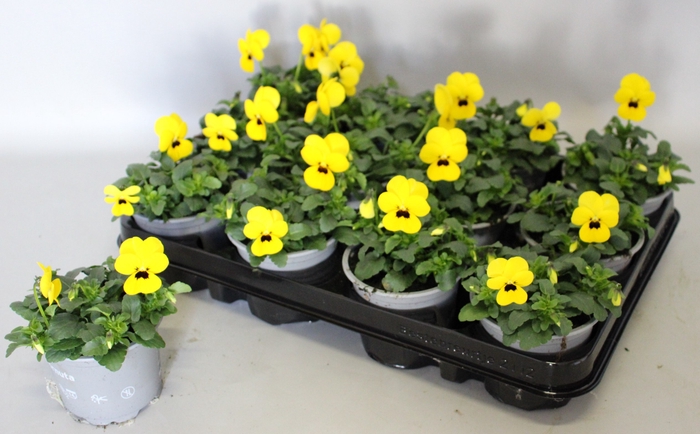 <h4>Viola cornuta F1 Yellow with Blotch</h4>