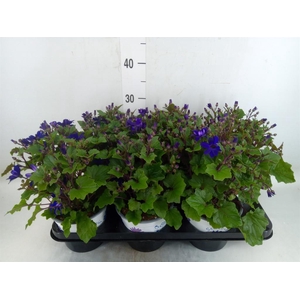 Pericallis cr. 'Senetti Magenta'