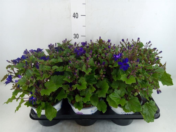 <h4>Pericallis cr. 'Senetti Magenta'</h4>