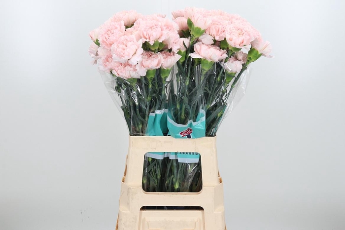 <h4>Dian St Hanoi</h4>