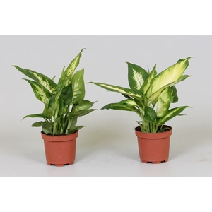 Dieffenbachia