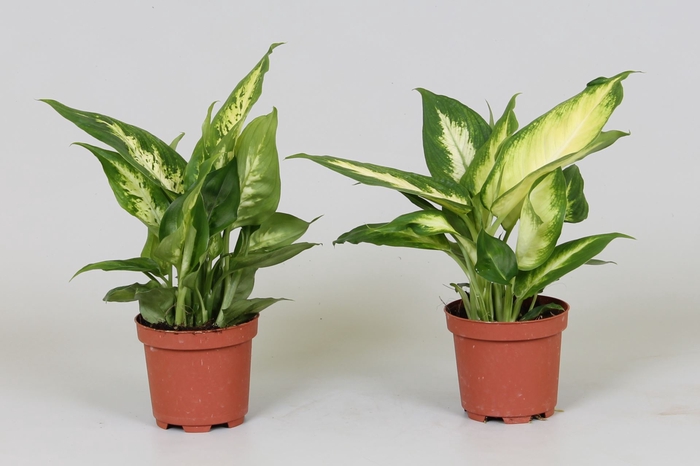 <h4>Dieffenbachia</h4>