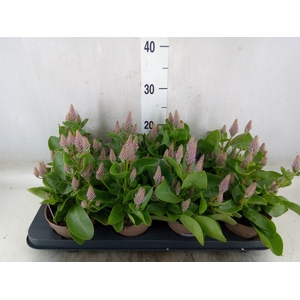 Ptilotus exaltatus 'Joey'