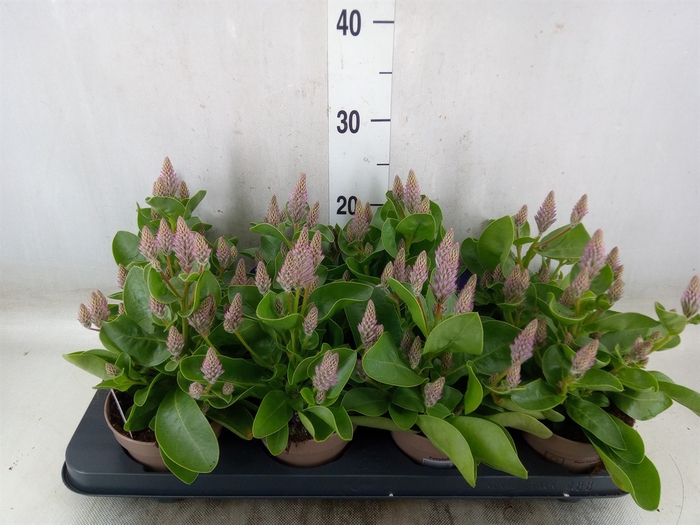 <h4>Ptilotus exaltatus 'Joey'</h4>