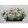 Limonium Silvery Sun Birds