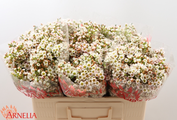 <h4>CHAMELAUCIUM 'MORNING DELIGHT'</h4>