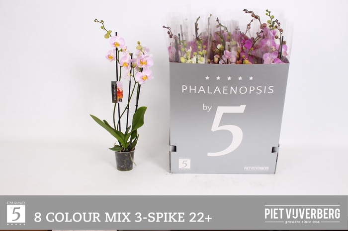 <h4>PHAL GEM 8 KL</h4>