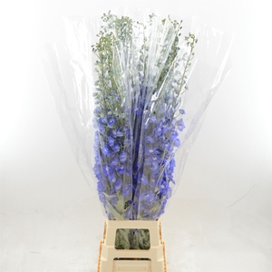 Delphinium DU 'Dev Navy Blue'